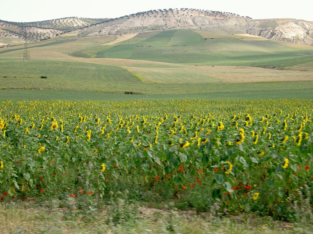 Sunflowers in Rif Mountains